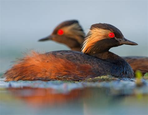 Come riconoscere gli uccelli ittiofagi .